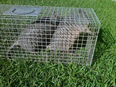 armadillo trapping