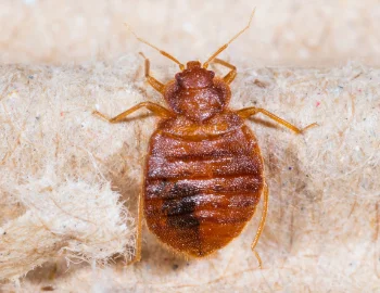 Clifton Bed Bug Removal