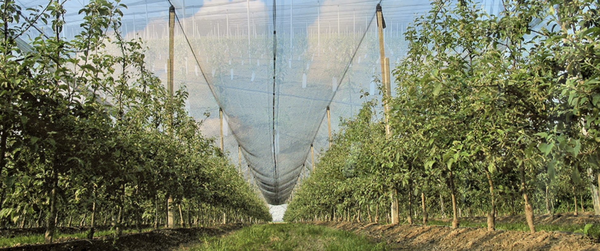 bird netting installation