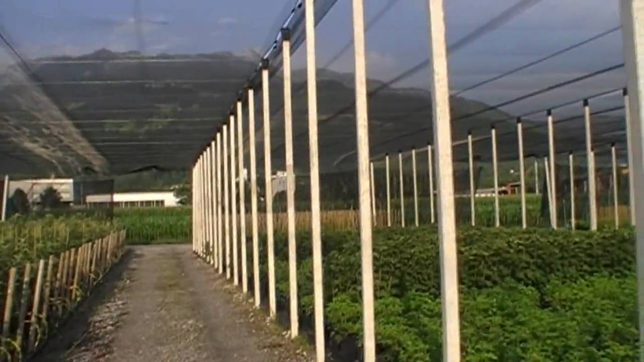 bird netting installation