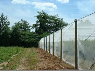 overhead bird netting