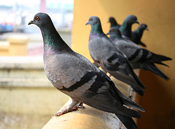 pigeon proofing