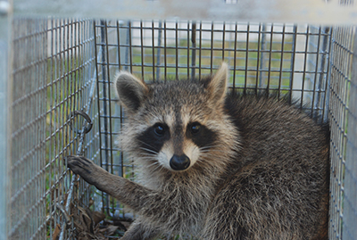 raccoon trapping