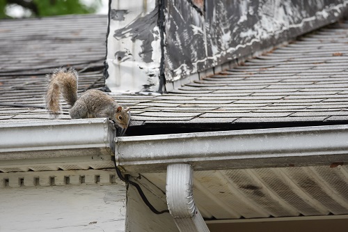 squirrel hole in gutter