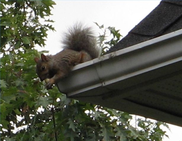 squirrel on roof